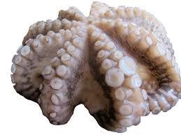 Polpo Dakhla Iqf F2 T5